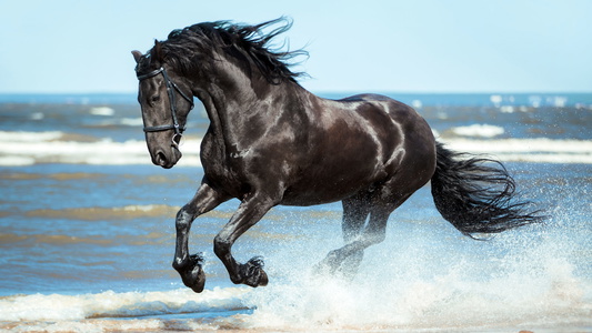 Ultimate Dressage Ster Stallion, Legend